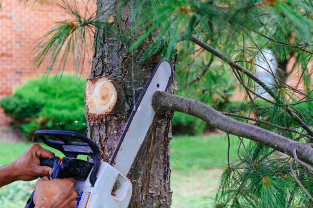 Best Tree Removal Services  in Greencastle, PA